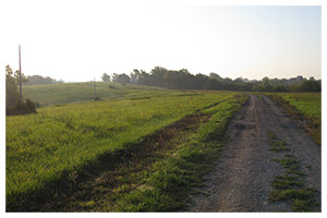 Tree-lined farm driveway