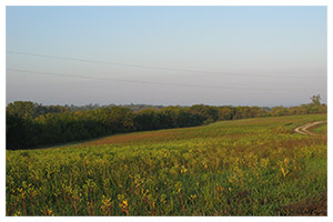 Rolling farm fields with wildflowers
