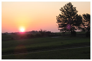 Golden pink sunset over open farm fields with a silhouetted tree