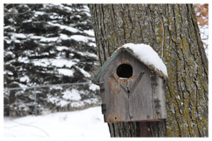 Snow-covered rustic birdhouse on a tree trunk in winter