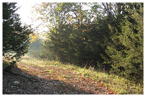 Autumn woodland path