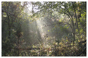 Wooded area on the property